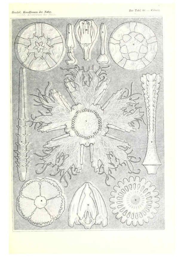 Reproducción/Reproduction 6197323977: Kunstformen der Natur Leipzig und Wien :Verlag des Bibliographischen Instituts,1904