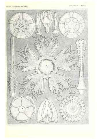 Reproducción/Reproduction 6197323977: Kunstformen der Natur Leipzig und Wien :Verlag des Bibliographischen Instituts,1904