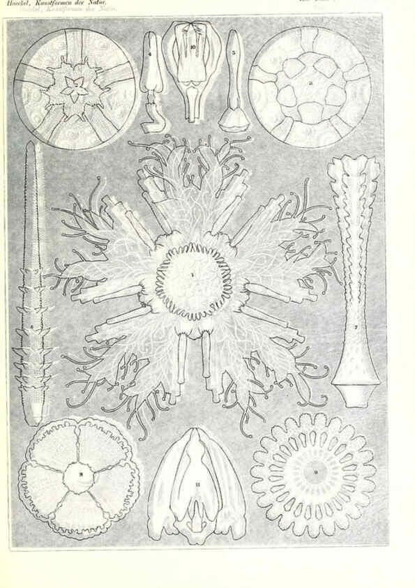 Reproducción/Reproduction 6197323977: Kunstformen der Natur Leipzig und Wien :Verlag des Bibliographischen Instituts,1904