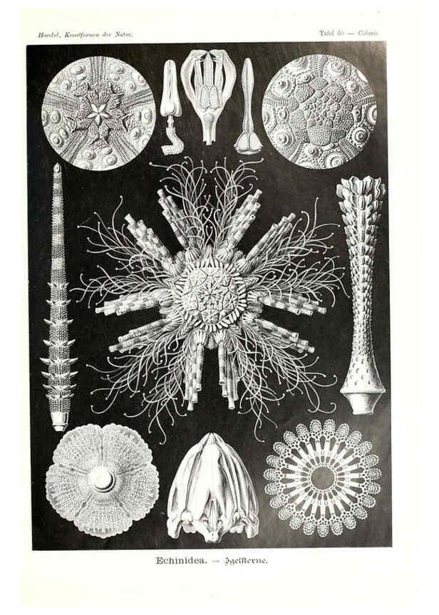 Reproducción/Reproduction 6197324119: Kunstformen der Natur Leipzig und Wien :Verlag des Bibliographischen Instituts,1904