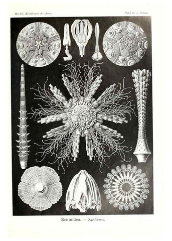 Reproducción/Reproduction 6197324119: Kunstformen der Natur Leipzig und Wien :Verlag des Bibliographischen Instituts,1904