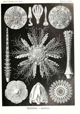 Reproducción/Reproduction 6197324119: Kunstformen der Natur Leipzig und Wien :Verlag des Bibliographischen Instituts,1904