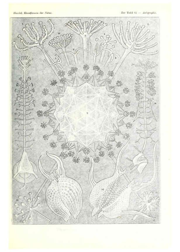 Reproducción/Reproduction 6197843538: Kunstformen der Natur Leipzig und Wien :Verlag des Bibliographischen Instituts,1904
