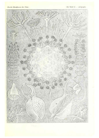 Reproducción/Reproduction 6197843538: Kunstformen der Natur Leipzig und Wien :Verlag des Bibliographischen Instituts,1904