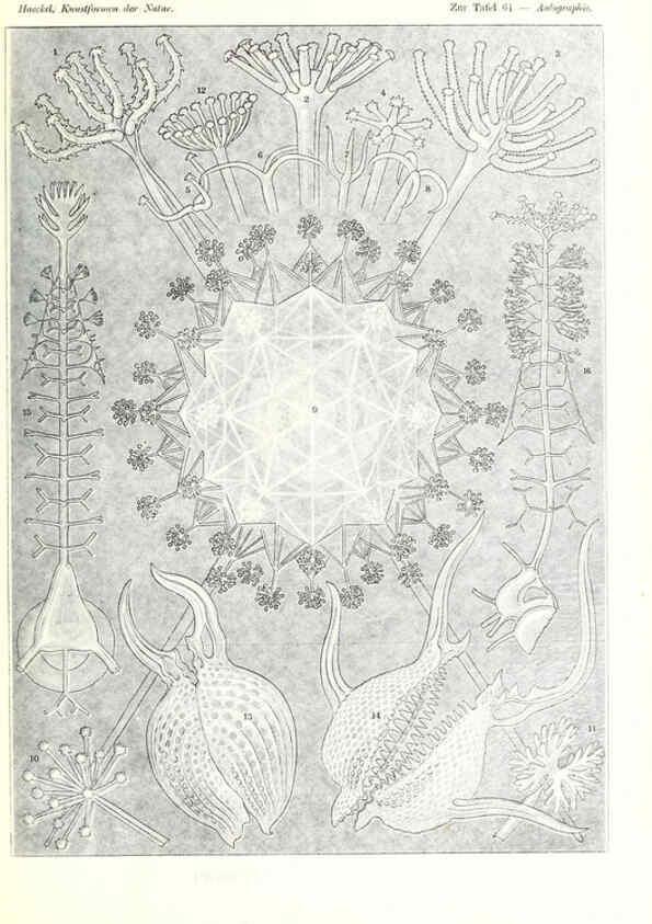 Reproducción/Reproduction 6197843538: Kunstformen der Natur Leipzig und Wien :Verlag des Bibliographischen Instituts,1904