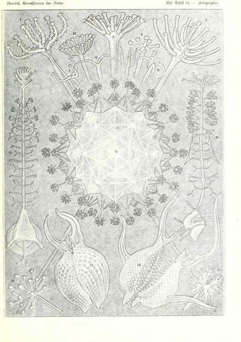 Reproducción/Reproduction 6197843538: Kunstformen der Natur Leipzig und Wien :Verlag des Bibliographischen Instituts,1904