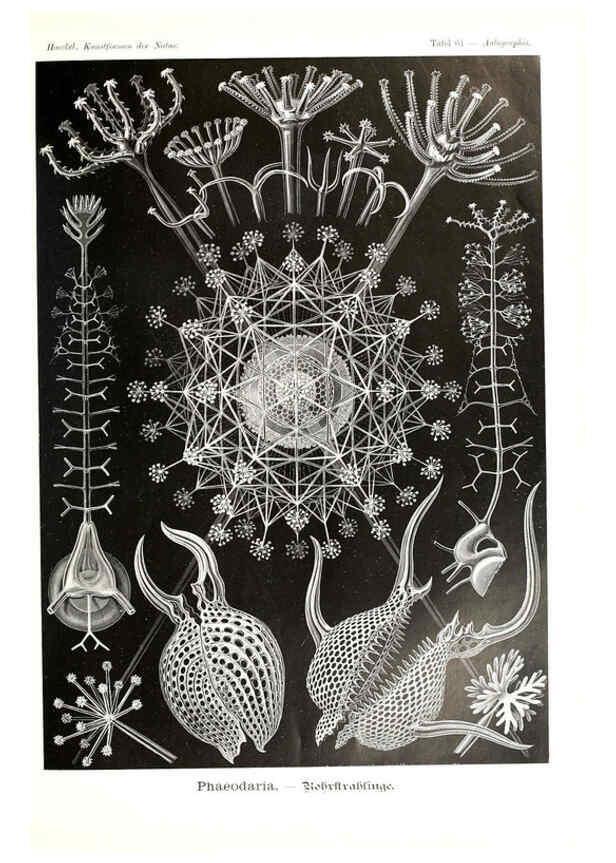 Reproducción/Reproduction 6197843668: Kunstformen der Natur Leipzig und Wien :Verlag des Bibliographischen Instituts,1904