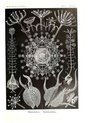 Reproducción/Reproduction 6197843668: Kunstformen der Natur Leipzig und Wien :Verlag des Bibliographischen Instituts,1904