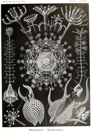 Reproducción/Reproduction 6197843668: Kunstformen der Natur Leipzig und Wien :Verlag des Bibliographischen Instituts,1904