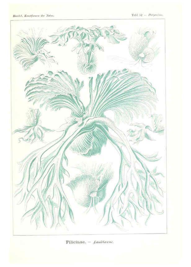 Reproducción/Reproduction 6197322281: Kunstformen der Natur Leipzig und Wien :Verlag des Bibliographischen Instituts,1904
