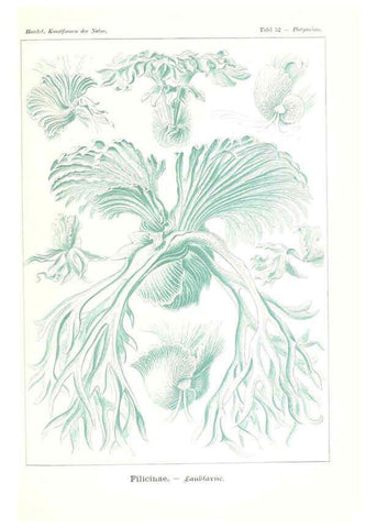 Reproducción/Reproduction 6197322281: Kunstformen der Natur Leipzig und Wien :Verlag des Bibliographischen Instituts,1904
