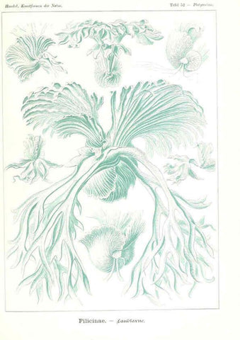 Reproducción/Reproduction 6197322281: Kunstformen der Natur Leipzig und Wien :Verlag des Bibliographischen Instituts,1904