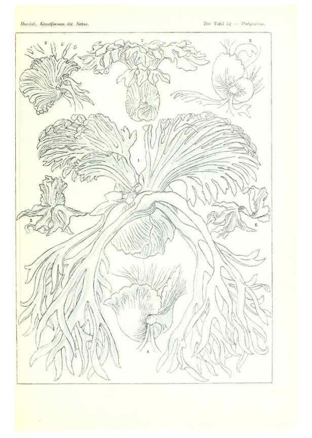 Reproducción/Reproduction 6197841378: Kunstformen der Natur Leipzig und Wien :Verlag des Bibliographischen Instituts,1904