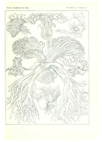 Reproducción/Reproduction 6197841378: Kunstformen der Natur Leipzig und Wien :Verlag des Bibliographischen Instituts,1904