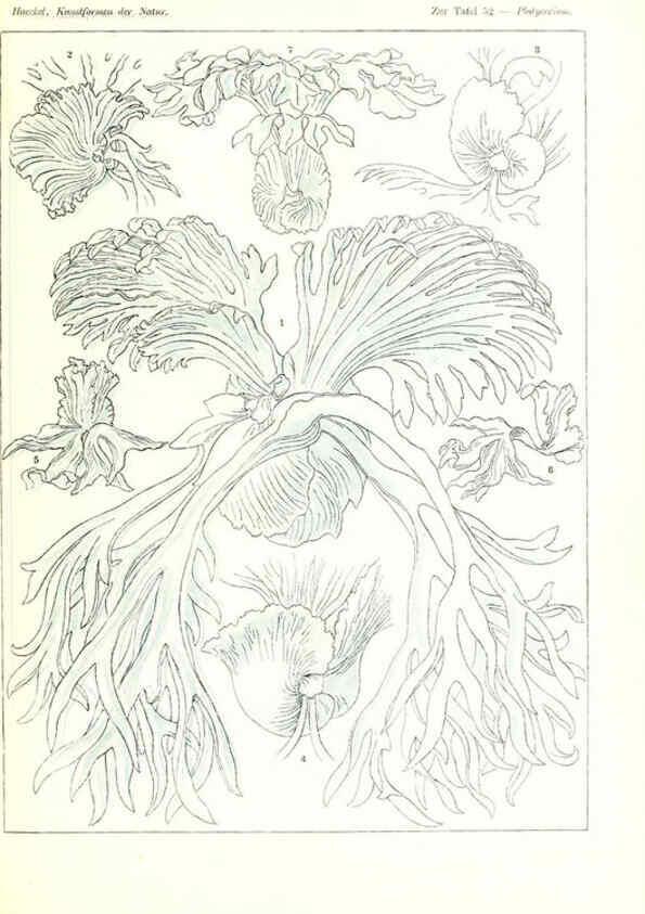 Reproducción/Reproduction 6197841378: Kunstformen der Natur Leipzig und Wien :Verlag des Bibliographischen Instituts,1904