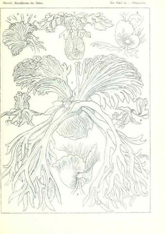 Reproducción/Reproduction 6197841378: Kunstformen der Natur Leipzig und Wien :Verlag des Bibliographischen Instituts,1904