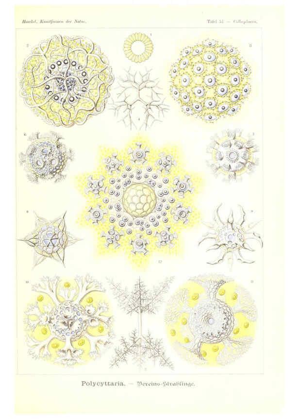 Reproducción/Reproduction 6197841252: Kunstformen der Natur Leipzig und Wien :Verlag des Bibliographischen Instituts,1904