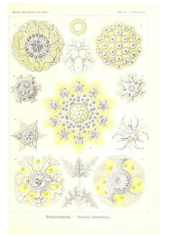 Reproducción/Reproduction 6197841252: Kunstformen der Natur Leipzig und Wien :Verlag des Bibliographischen Instituts,1904