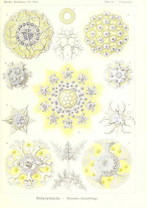 Reproducción/Reproduction 6197841252: Kunstformen der Natur Leipzig und Wien :Verlag des Bibliographischen Instituts,1904