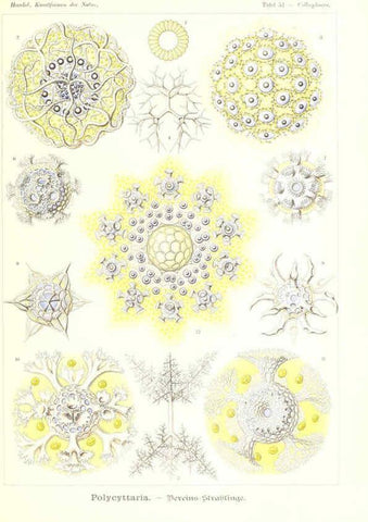 Reproducción/Reproduction 6197841252: Kunstformen der Natur Leipzig und Wien :Verlag des Bibliographischen Instituts,1904