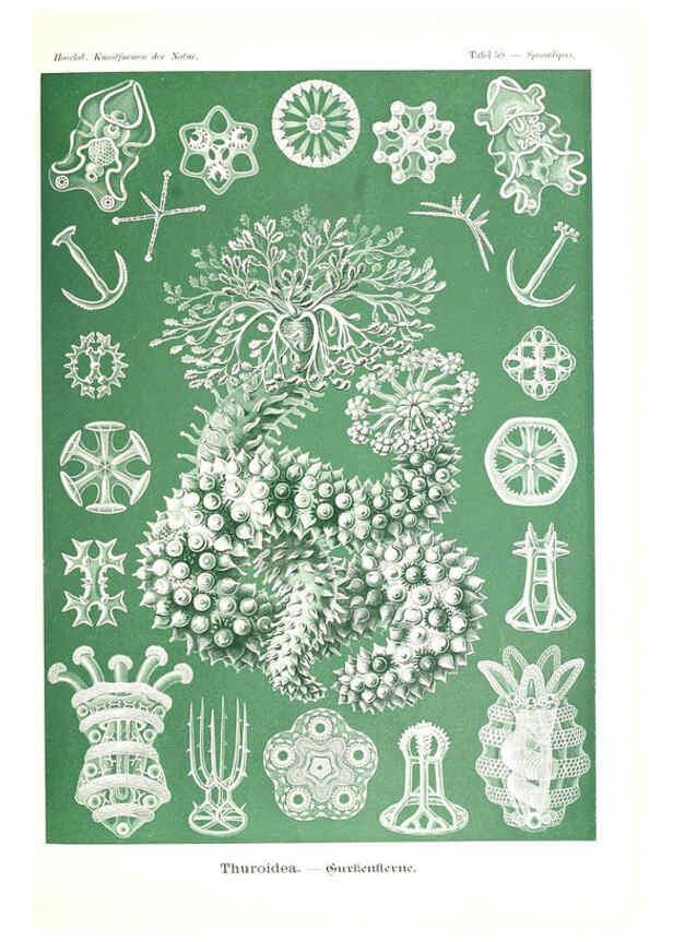 Reproducción/Reproduction 6197841126: Kunstformen der Natur Leipzig und Wien :Verlag des Bibliographischen Instituts,1904