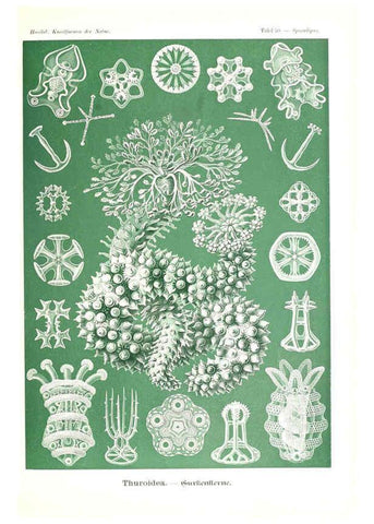Reproducción/Reproduction 6197841126: Kunstformen der Natur Leipzig und Wien :Verlag des Bibliographischen Instituts,1904