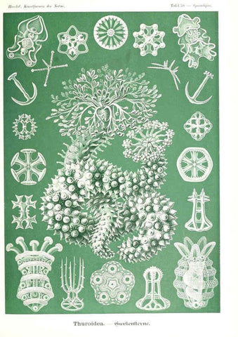 Reproducción/Reproduction 6197841126: Kunstformen der Natur Leipzig und Wien :Verlag des Bibliographischen Instituts,1904