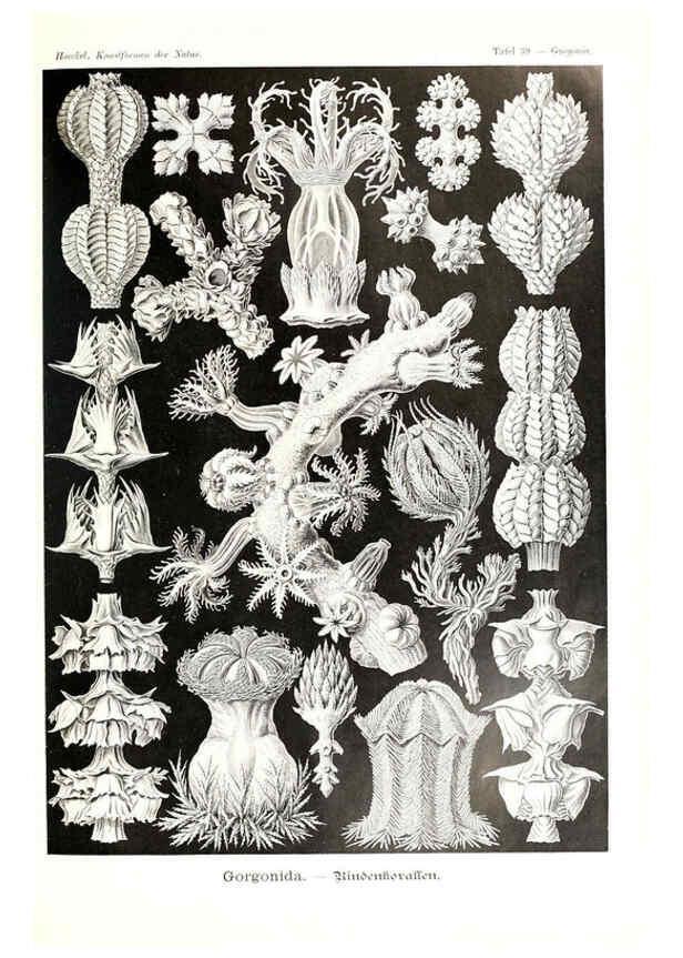 Reproducción/Reproduction 6197319539: Kunstformen der Natur Leipzig und Wien :Verlag des Bibliographischen Instituts,1904