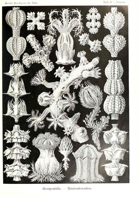 Reproducción/Reproduction 6197319539: Kunstformen der Natur Leipzig und Wien :Verlag des Bibliographischen Instituts,1904