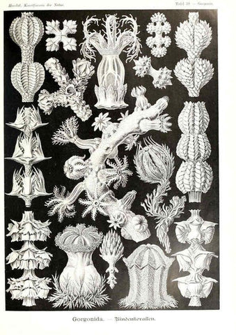 Reproducción/Reproduction 6197319539: Kunstformen der Natur Leipzig und Wien :Verlag des Bibliographischen Instituts,1904