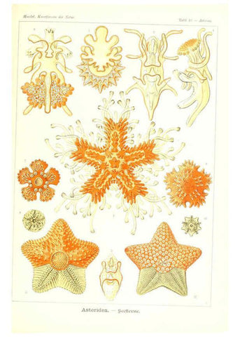 Reproducción/Reproduction 6197319683: Kunstformen der Natur Leipzig und Wien :Verlag des Bibliographischen Instituts,1904