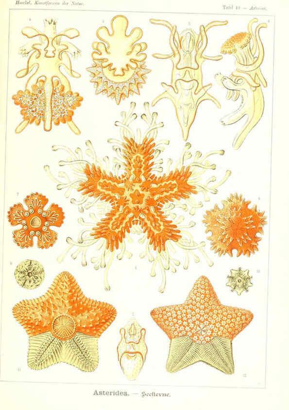 Reproducción/Reproduction 6197319683: Kunstformen der Natur Leipzig und Wien :Verlag des Bibliographischen Instituts,1904