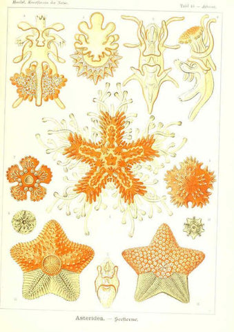 Reproducción/Reproduction 6197319683: Kunstformen der Natur Leipzig und Wien :Verlag des Bibliographischen Instituts,1904