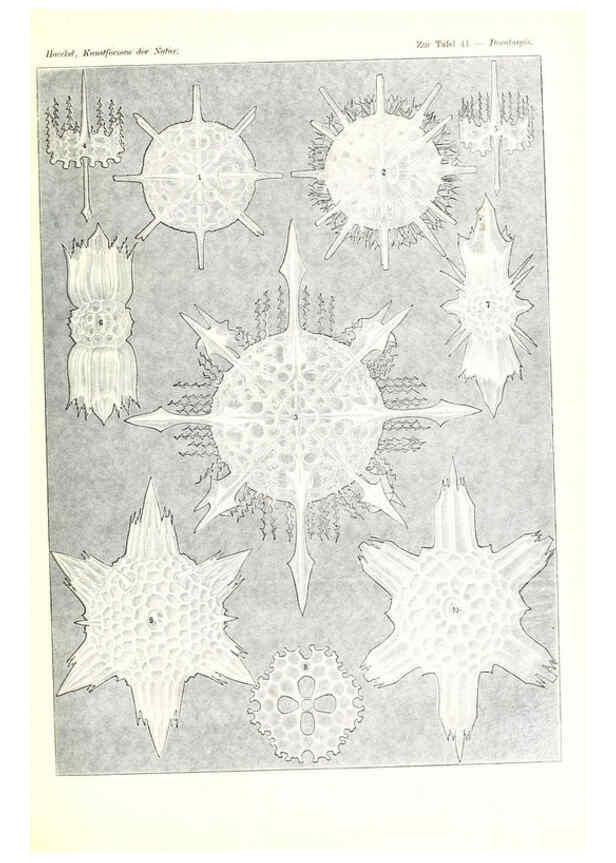Reproducción/Reproduction 6197319799: Kunstformen der Natur Leipzig und Wien :Verlag des Bibliographischen Instituts,1904