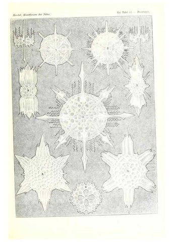 Reproducción/Reproduction 6197319799: Kunstformen der Natur Leipzig und Wien :Verlag des Bibliographischen Instituts,1904