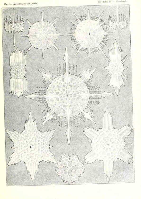 Reproducción/Reproduction 6197319799: Kunstformen der Natur Leipzig und Wien :Verlag des Bibliographischen Instituts,1904