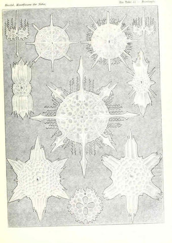 Reproducción/Reproduction 6197319799: Kunstformen der Natur Leipzig und Wien :Verlag des Bibliographischen Instituts,1904