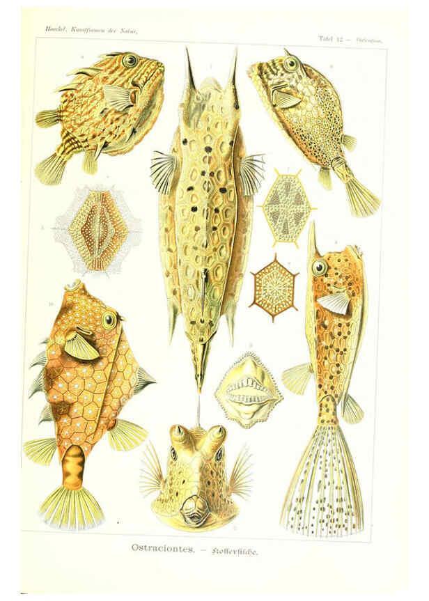 Reproducción/Reproduction 6197839498: Kunstformen der Natur Leipzig und Wien :Verlag des Bibliographischen Instituts,1904