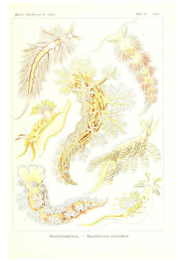 Reproducción/Reproduction 6197839624: Kunstformen der Natur Leipzig und Wien :Verlag des Bibliographischen Instituts,1904