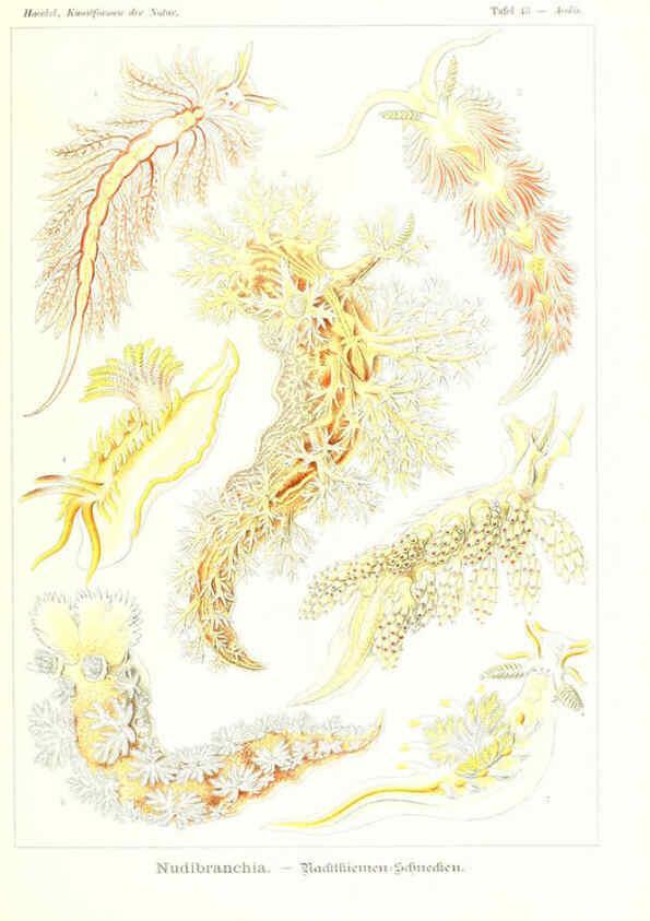 Reproducción/Reproduction 6197839624: Kunstformen der Natur Leipzig und Wien :Verlag des Bibliographischen Instituts,1904