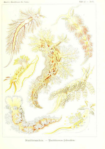 Reproducción/Reproduction 6197839624: Kunstformen der Natur Leipzig und Wien :Verlag des Bibliographischen Instituts,1904