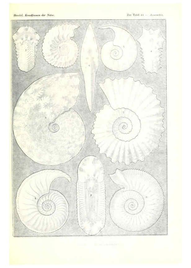Reproducción/Reproduction 6197839762: Kunstformen der Natur Leipzig und Wien :Verlag des Bibliographischen Instituts,1904