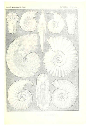 Reproducción/Reproduction 6197839762: Kunstformen der Natur Leipzig und Wien :Verlag des Bibliographischen Instituts,1904