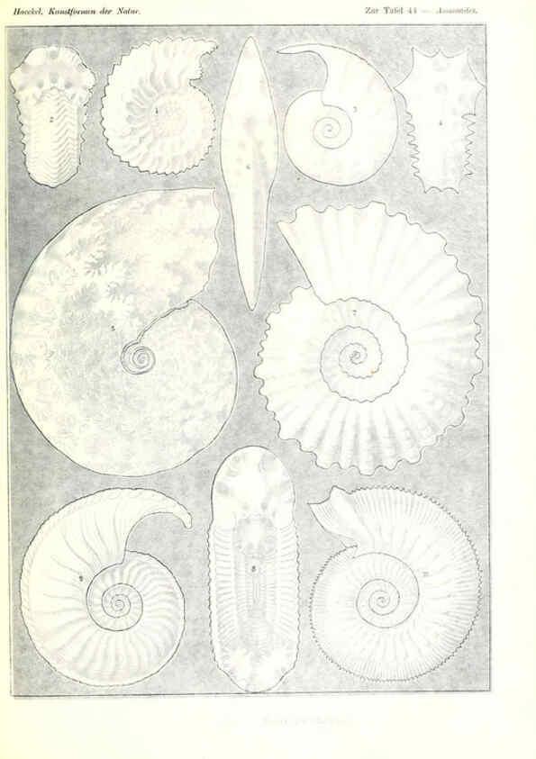 Reproducción/Reproduction 6197839762: Kunstformen der Natur Leipzig und Wien :Verlag des Bibliographischen Instituts,1904
