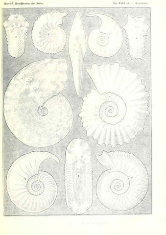 Reproducción/Reproduction 6197839762: Kunstformen der Natur Leipzig und Wien :Verlag des Bibliographischen Instituts,1904