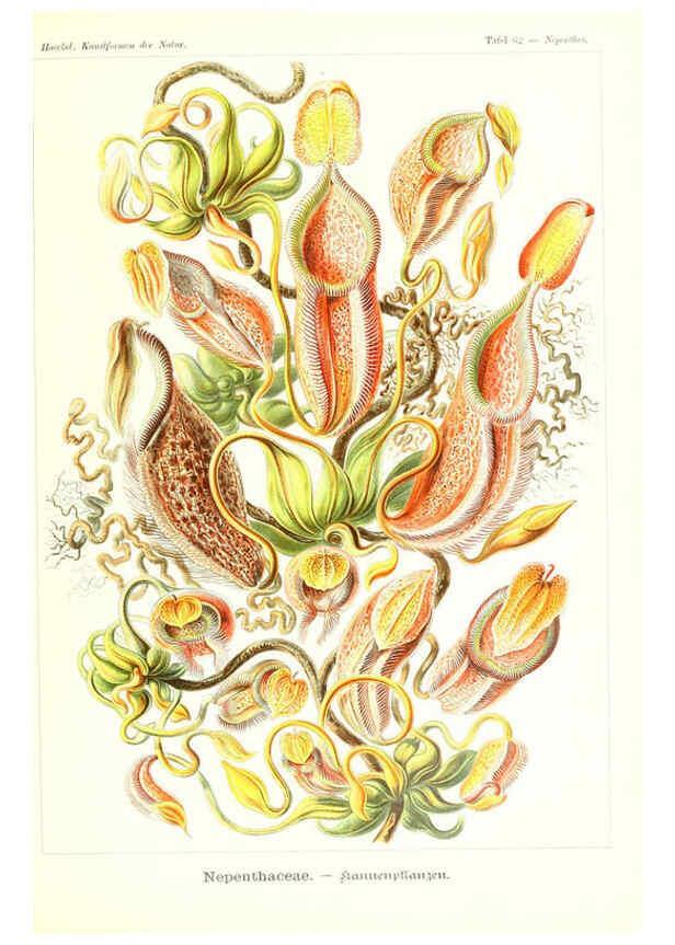 Reproducción/Reproduction 6197843828: Kunstformen der Natur Leipzig und Wien :Verlag des Bibliographischen Instituts,1904