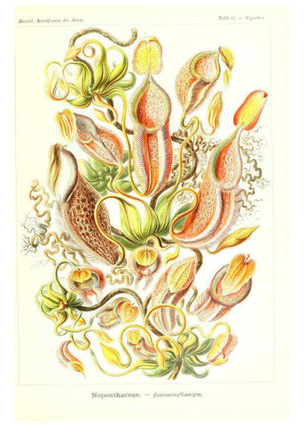 Reproducción/Reproduction 6197843828: Kunstformen der Natur Leipzig und Wien :Verlag des Bibliographischen Instituts,1904