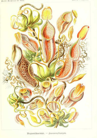 Reproducción/Reproduction 6197843828: Kunstformen der Natur Leipzig und Wien :Verlag des Bibliographischen Instituts,1904