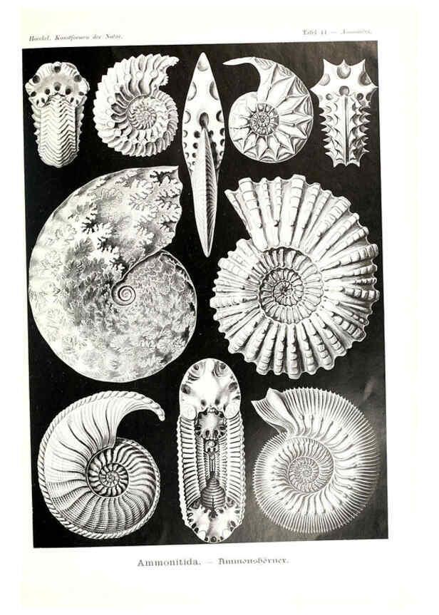 Reproducción/Reproduction 6197320511: Kunstformen der Natur Leipzig und Wien :Verlag des Bibliographischen Instituts,1904