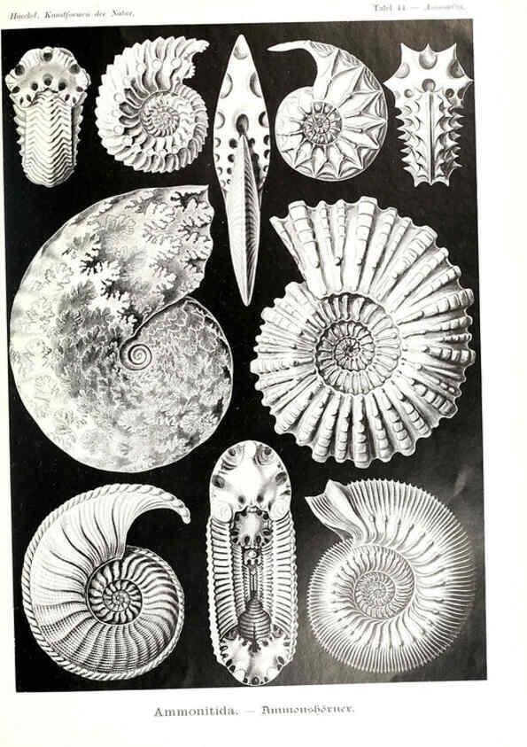 Reproducción/Reproduction 6197320511: Kunstformen der Natur Leipzig und Wien :Verlag des Bibliographischen Instituts,1904